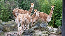 Po 13 letech se ve zlínské zoologické zahrad� narodilo mlád� lamy vikun�....