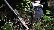 Výsadba stromk a obnova lesa je zásluná innost, vysazené stromky vem...