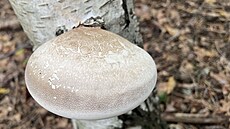 Typickým znakem je loupající se klobouk, vypadá trochu jako stará ko�ená...