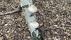 Sbírejte jen b�ezovník, který vypadá zdrav� a jeho� plodnice jsou na �ezu bílé.