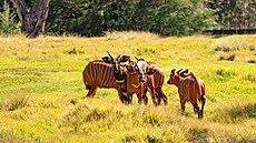 Antilopy v p�írodní rezervaci (9. prosince 2025)