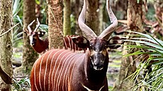 Antilopy v p�írodní rezervaci (9. prosince 2025)