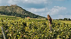 ilustra�ní snímek