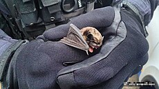 Stráníci Mstské policie Kladno odchytávali v tamní nemocnici netopýra. (8....