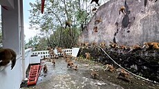 Opií lavina. Prchající makakové pekvapili turisty