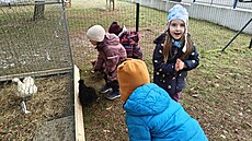 Ve �kolce v Plzni na Skvr�anech mají d�ti �ivé slepi�ky. Své zví�ecí kamarády...