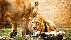 Lvi indi�tí v ostravské zoo.