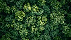 Certifikace FSC dokládá, �e papírové obaly i tiskoviny pocházejí z les�...