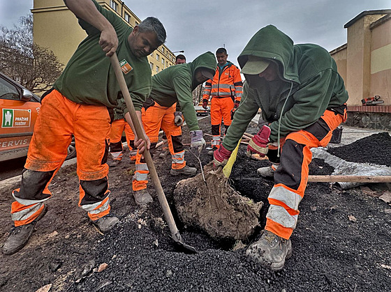 V ulici Generála Píky v Praha 6 vysadili 27 strom� jírovce ma�alu a zavedli...