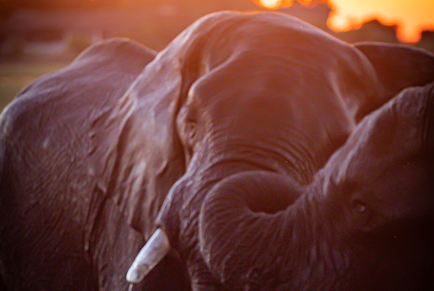 Krádež, ošklivý pád i smrt na silnici. Čech projel africkou divočinu na kole