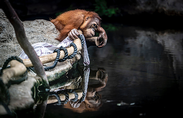 Kawi, starí mlád orangutana z praské zoo.