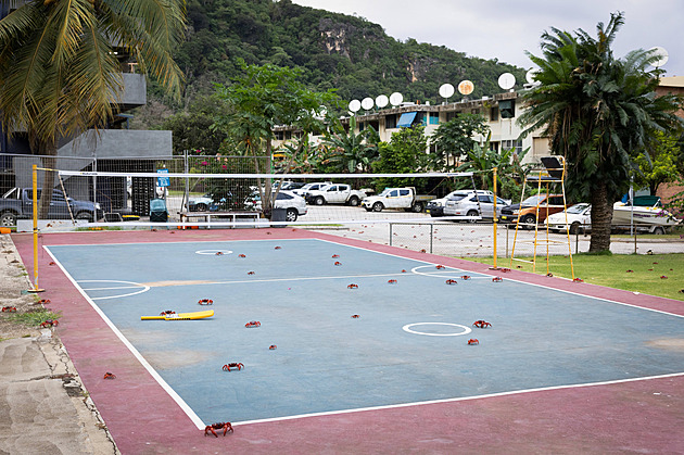 Místo ozdob červení krabi. Jediný skutečný Vánoční ostrov na Vánoce nehraje