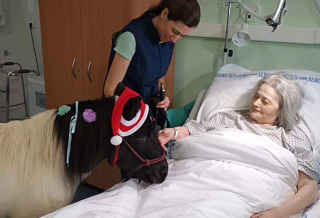 Rozárka s červenou čepičkou. Pacienty ostrovské nemocnice potěšil poník