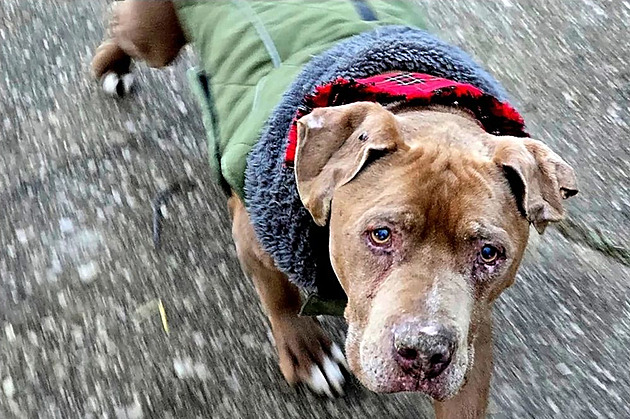 Za záchranu zuboženého psa skončila ve vězení. Odmítla ho vrátit bezdomovci