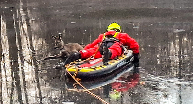 Srnka uvázla na rybníku, z tenkého ledu ji zachránil hasič na paddleboardu