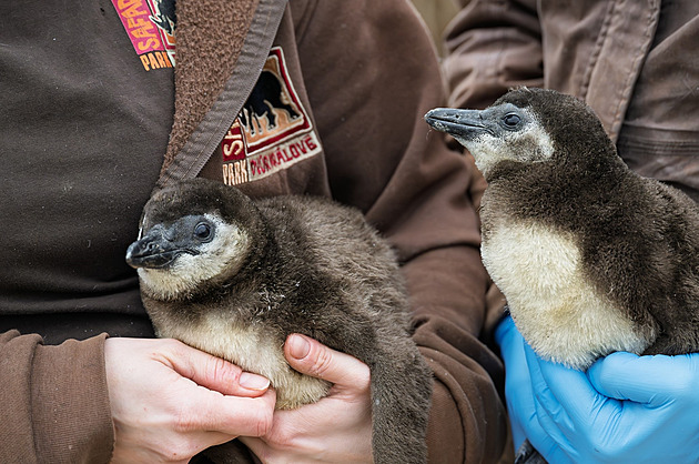 Homosexuální pár tučňáků se rozpadl, Fleury už má partnerku i dvě mláďata
