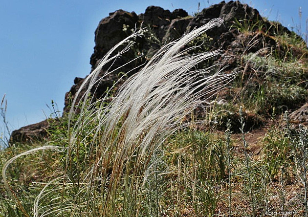 Chráněná rostlina komplikuje stavbu unikátního mostu, hledá se jiné řešení