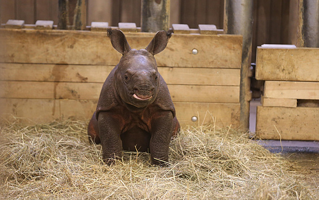 Vzácné mládě nosorožce dostalo jméno Apu, váží už přes sto kilogramů