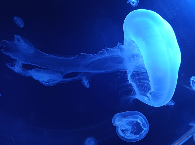 Plzeňská zoologická zahrada bude mít medúzárium, má být největší v Česku