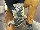 Ml�d� ocelota slani�tn�ho v ostravsk� zoo.