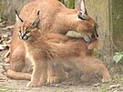 Ml�d� karakala v ostravsk� zoo.