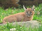 Ml�d� karakala v ostravsk� zoo.