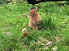 Ml�d� karakala v ostravsk� zoo.