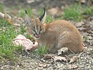Ml�d� karakala v ostravsk� zoo.