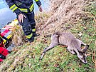 Hasi�i v Jesen�ku zachr�nili srnu ze zamrzl� vodn� plochy, odkud se nedok�zala...
