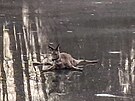 Hasi�i v Jesen�ku zachr�nili srnu ze zamrzl� vodn� plochy, odkud se nedok�zala...