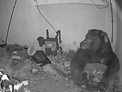 Pod domem v Kalifornii se zabydlel ob�í �erný medv�d