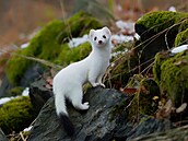 Lasice hranostaj si buduje doup� v dutinách strom� anebo obsadí opu�t�nou noru...