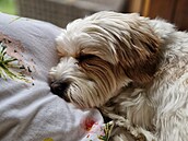 Ve spole�nosti na�eho psa Benjiho trávím doslova �ty�iadvacet hodin denn�.