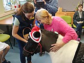 Nejv�t�í radost ze �ty�nohé terapeutky m�li klienti odd�lení.