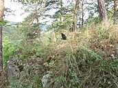 Chrán�ná rostlina kavyl Ivan�v roste na skalním masivu u Plas. Zrovna v míst�,...