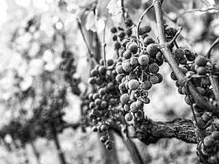 ilustra�ní snímek