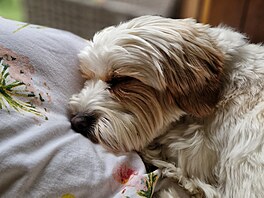 Ve spole�nosti na�eho psa Benjiho trávím doslova �ty�iadvacet hodin denn�.