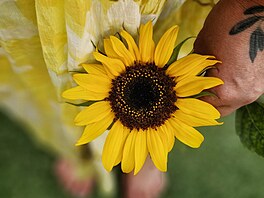 Letos jsem vyp�stovala opravdu hodn� slune�nic � jak na zahrádce, tak na terase.