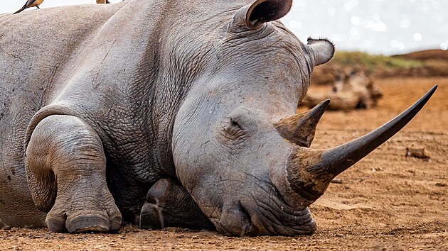 V kr�lovsk� obo�e. Svazijsko