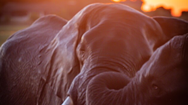 Jak p�ehl�dnout slona. Botswana