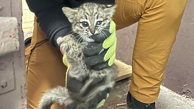 Ml�d� ocelota slani�tn�ho v ostravsk� zoo.