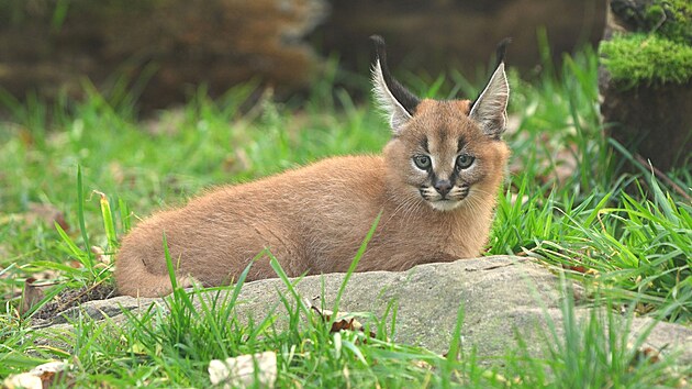 Ml�d� karakala v ostravsk� zoo.