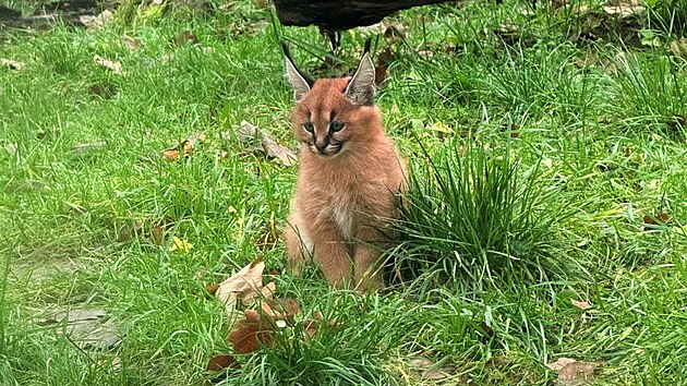 Ml�d� karakala v ostravsk� zoo.