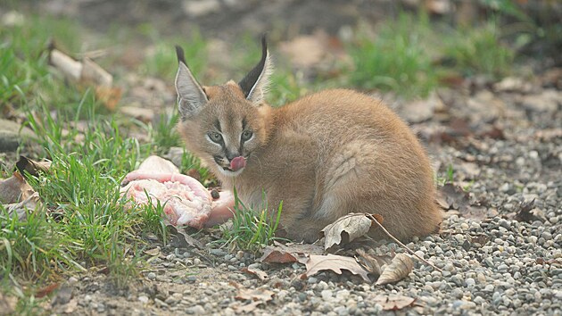 Ml�d� karakala v ostravsk� zoo.