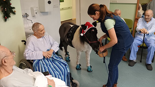 Roz�rku koupila Kate�ina Bl�hov� vloni, d�ky povaze zv��ete a faktu, �e se hipoterapii v�novalo u� d��ve, trval jej� v�cvik kr�tce.