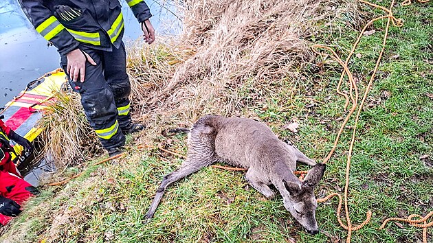 Hasi�i v Jesen�ku zachr�nili srnu ze zamrzl� vodn� plochy, odkud se nedok�zala vlastn�mi silami dostat. Po kontrole ji vypustili zp�t do p��rody. (17. prosince 2025)