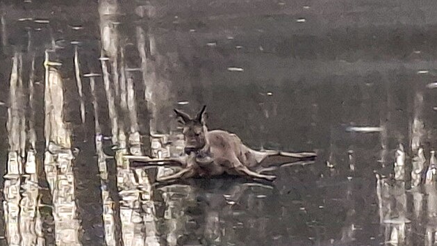 Hasi�i v Jesen�ku zachr�nili srnu ze zamrzl� vodn� plochy, odkud se nedok�zala vlastn�mi silami dostat. Po kontrole ji vypustili zp�t do p��rody. (17. prosince 2025)