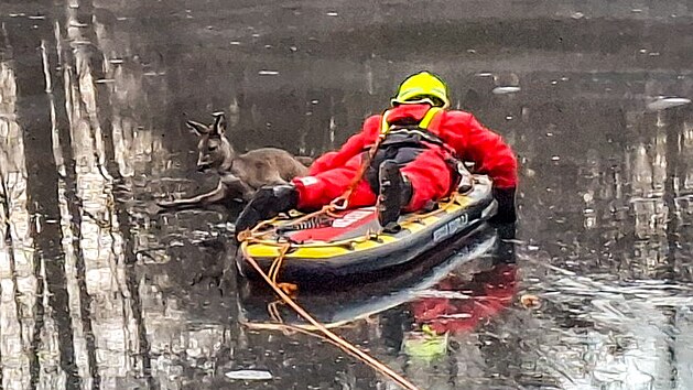 Hasi�i v Jesen�ku zachr�nili srnu ze zamrzl� vodn� plochy, odkud se nedok�zala vlastn�mi silami dostat. Po kontrole ji vypustili zp�t do p��rody. (17. prosince 2025)