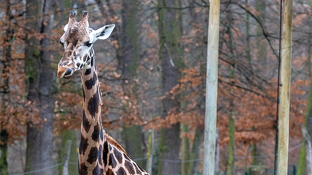 Zl�nsk� zoo z�skala kr�sn� v�no�n� d�rek. Ze Safari Parku Dv�r Kr�lov� tento t�den dorazila mlad� samice �irafy Rothschildovy jm�nem Ema. (prosinec 2025)