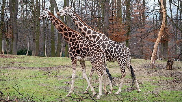 Zl�nsk� zoo z�skala kr�sn� v�no�n� d�rek. Ze Safari Parku Dv�r Kr�lov� tento t�den dorazila mlad� samice �irafy Rothschildovy jm�nem Ema. (prosinec 2025)
